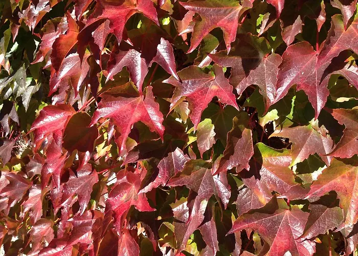 Lägenhet Seehaus Familie Leifer Saint Wolfgang