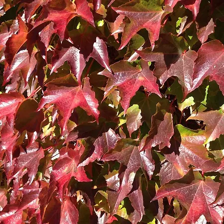 Appartement Seehaus Familie Leifer Saint Wolfgang